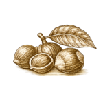 Avellana